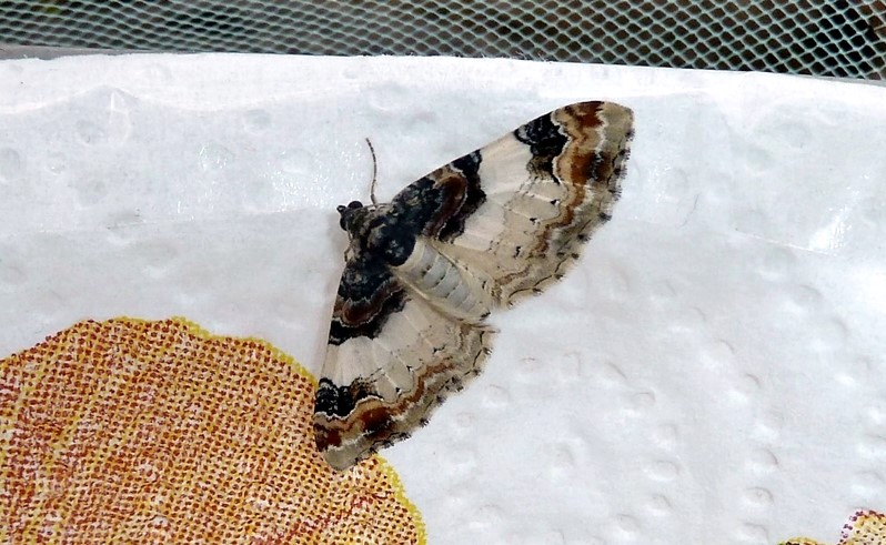 Ciclo vitale: Catarhoe cuculata, Geometridae